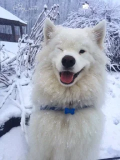 😉 emoji Samoyedo Jota Telegram sticker 13 of 49