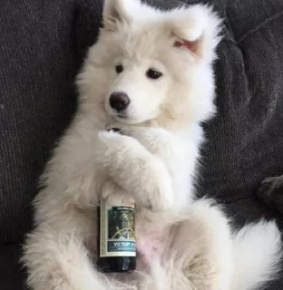 🍺 emoji Samoyedo Jota Telegram sticker 18 of 49