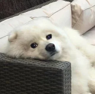 🥺 emoji Samoyedo Jota Telegram sticker 17 of 49