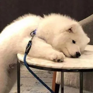 😢 emoji Samoyedo Jota Telegram sticker 21 of 49