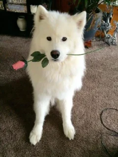 🌷 emoji Samoyedo Jota Telegram sticker 6 of 49
