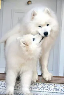 😘 emoji Samoyedo Jota Telegram sticker 16 of 49