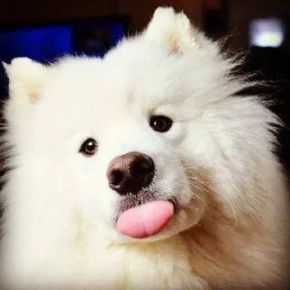 😝 emoji Samoyedo Jota Telegram sticker 15 of 49