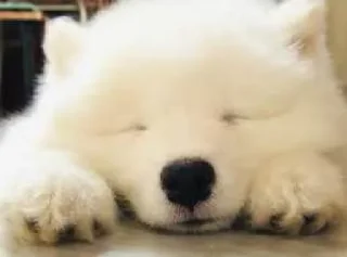 Sticker from Samoyedo Jota