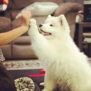 🤝 emoji Samoyedo Jota Telegram sticker 11 of 49