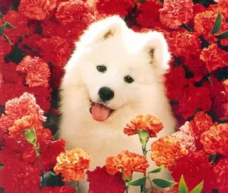 ☺️ emoji Samoyedo Jota Telegram sticker 9 of 49