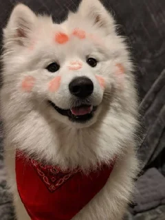 😘 emoji Samoyedo Jota Telegram sticker 24 of 49