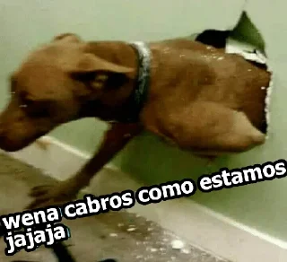 👋 emoji MEMES DE PERROS - [Instagram: @WiStickers] Telegram sticker 16 of 26