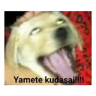 🥵 emoji MEMES DE PERROS - [Instagram: @WiStickers] Telegram sticker 9 of 26