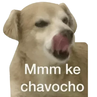 😋 emoji MEMES DE PERROS - [Instagram: @WiStickers] Telegram sticker 19 of 26