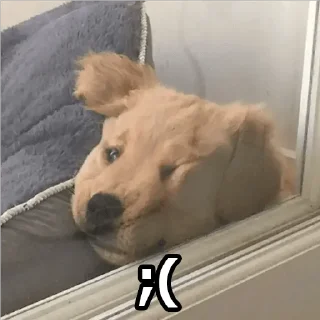 😔 emoji MEMES DE PERROS - [Instagram: @WiStickers] Telegram sticker 23 of 26