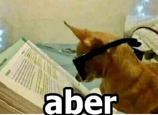 👀 emoji MEMES DE PERROS - [Instagram: @WiStickers] Telegram sticker 17 of 26