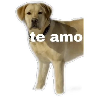 ❤️ emoji MEMES DE PERROS - [Instagram: @WiStickers] Telegram sticker 11 of 26