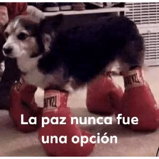 👊 emoji MEMES DE PERROS - [Instagram: @WiStickers] Telegram sticker 4 of 26