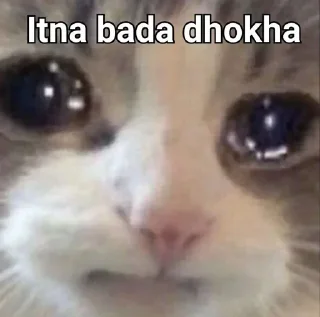 👀 emoji Attyachari billa 😿  @phoenixSticker Telegram sticker 16 of 58