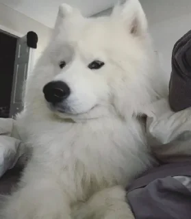 Sticker from Samoyedo Jota