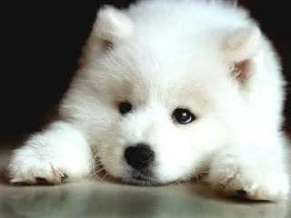 Sticker from Samoyedo Jota