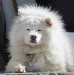 Sticker from Samoyedo Jota