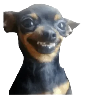 Sticker from CHIHUAHUAS - [Instagram: @WiStickers]
