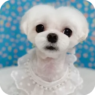 🫥 emoji роналдопак Telegram sticker 19 of 32