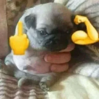 🖕 emoji Jose Steal Pack Telegram sticker 22 of 70