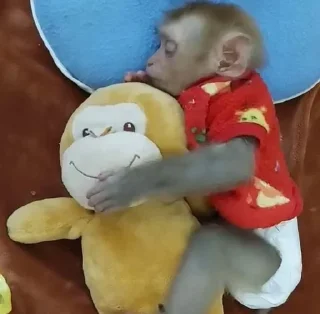 😴 emoji monkey, J. @thdolyn Telegram sticker 8 of 28