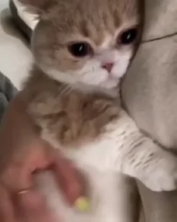 🌟 emoji gatinhos! 1 Telegram sticker 21 of 66