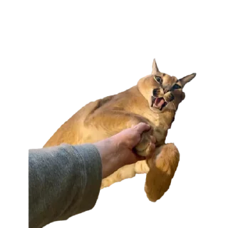 😿 emoji Chraus Telegram sticker 17 of 19