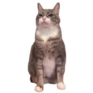 🐱 emoji Zzz Telegram sticker 20 of 27
