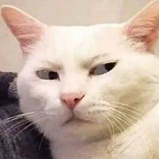 😒 emoji Cats Telegram sticker 22 of 49