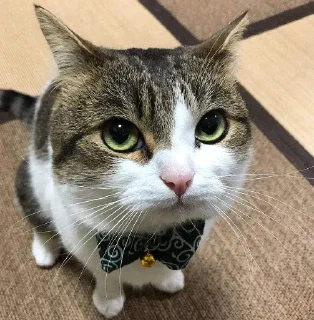 🐈 emoji when como cuando Telegram sticker 24 of 64
