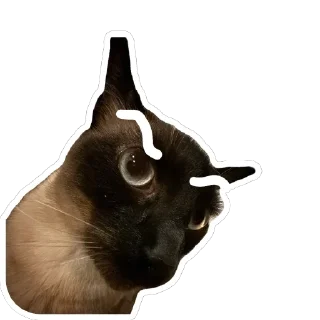 🤨 emoji Hiro Silly Cat Telegram sticker 5 of 30
