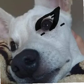 🐶 emoji não sei se Telegram sticker 19 of 56