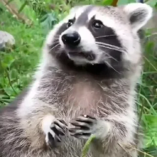 🦝 emoji dr. coonst's finest wares Telegram sticker 15 of 65