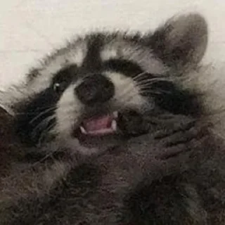 🦝 emoji dr. coonst's finest wares Telegram sticker 21 of 65