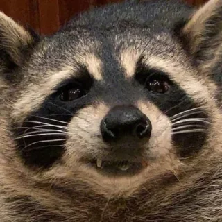 🦝 emoji dr. coonst's finest wares Telegram sticker 19 of 65