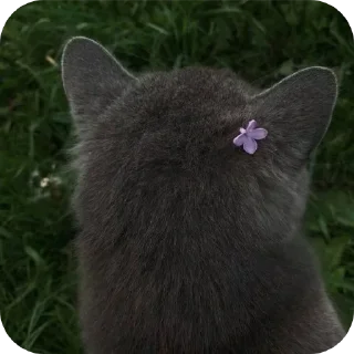 🐱 emoji яɛԀɮuʟʟ ✨ 2 Telegram sticker 14 of 120