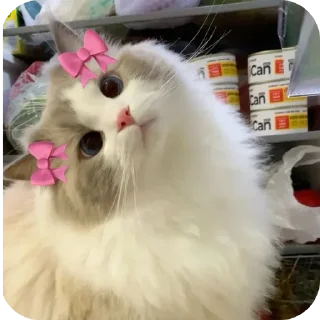 🐱 emoji яɛԀɮuʟʟ ✨ 2 Telegram sticker 19 of 120