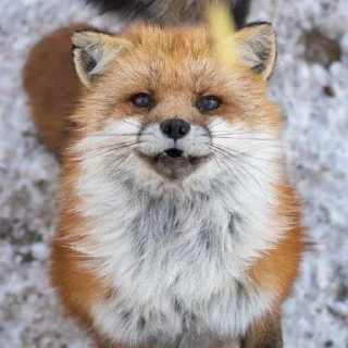 🙂 emoji Foxes 3D Telegram sticker 13 of 79