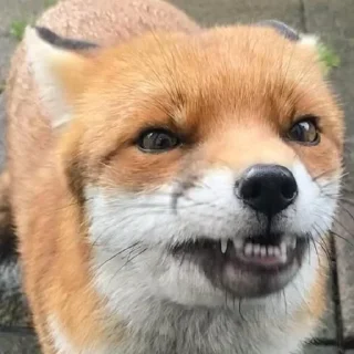 😬 emoji Foxes 3D Telegram sticker 9 of 79