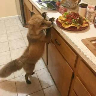 🌮 emoji Foxes 3D Telegram sticker 11 of 79