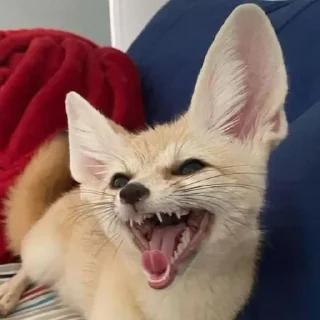 😁 emoji Foxes 3D Telegram sticker 8 of 79