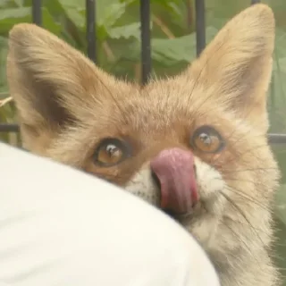 😛 emoji Foxes 3D Telegram sticker 10 of 79