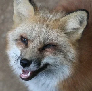 😉 emoji Foxes 3D Telegram sticker 16 of 79
