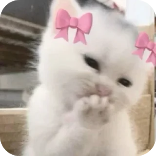 🐱 emoji lindo💗 Telegram sticker 13 of 50