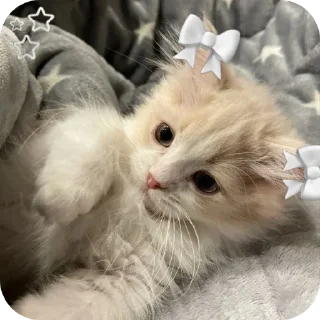 🐱 emoji lindo💗 Telegram sticker 17 of 50