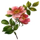 🌹 emoji ❀ Canal Jardim Secreto ❀ Telegram sticker 6 of 51