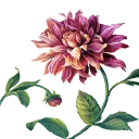 🌷 emoji ❀ Canal Jardim Secreto ❀ Telegram sticker 7 of 51