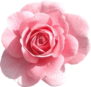 🌸 emoji Canal: @Mensagensemfé Telegram sticker 8 of 120