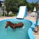 Sticker from horse memes